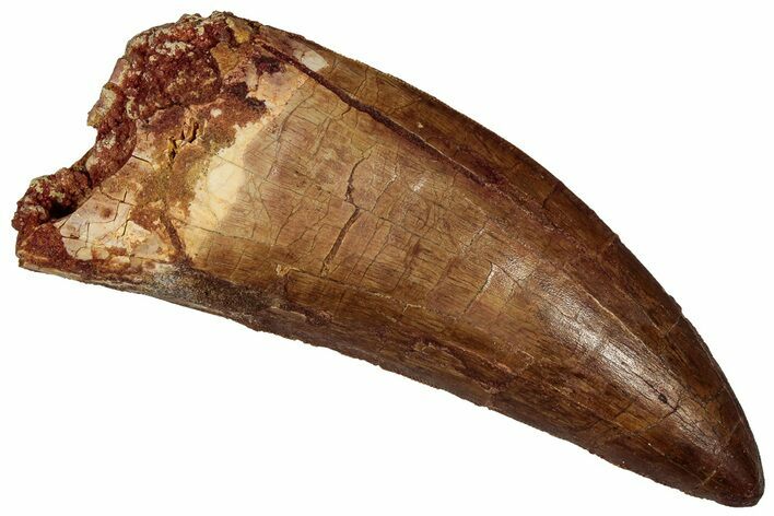 Serrated Carcharodontosaurus Tooth - Huge Dinosaur Tooth #359340